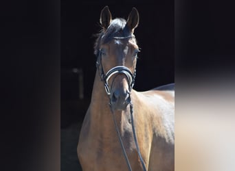 Trakehner, Caballo castrado, 4 años, 165 cm, Castaño