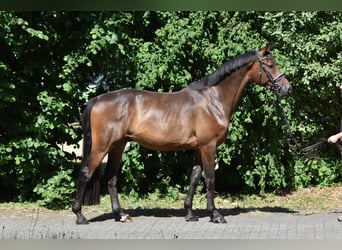 Trakehner, Caballo castrado, 4 años, 165 cm, Castaño