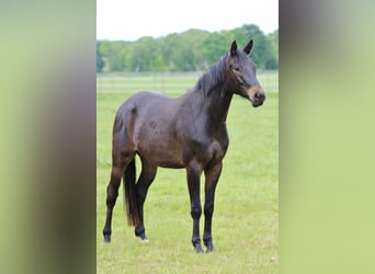 Trakehner, Caballo castrado, 4 años, 165 cm, Castaño oscuro