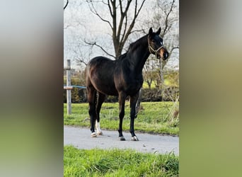 Trakehner, Caballo castrado, 4 años, 165 cm, Castaño oscuro