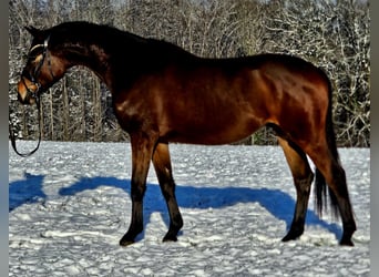Trakehner, Caballo castrado, 4 años, 166 cm, Castaño
