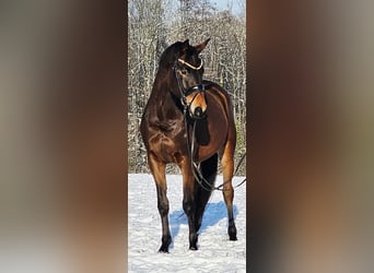 Trakehner, Caballo castrado, 4 años, 166 cm, Castaño