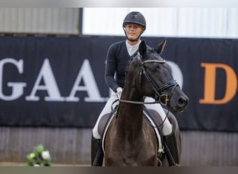 Trakehner, Caballo castrado, 4 años, 166 cm, Negro