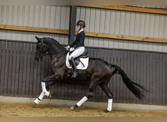 Trakehner, Caballo castrado, 4 años, 166 cm, Negro