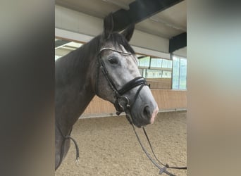 Trakehner, Caballo castrado, 4 años, 166 cm, Tordillo negro