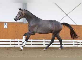 Trakehner, Caballo castrado, 4 años, 166 cm, Tordo