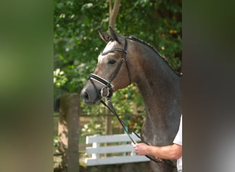 Trakehner, Caballo castrado, 4 años, 166 cm, Tordo