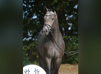 Trakehner, Caballo castrado, 4 años, 166 cm, Tordo