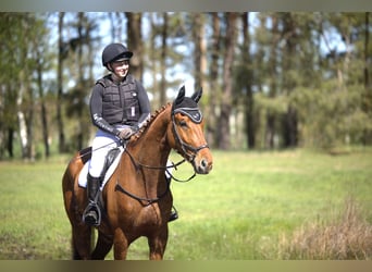 Trakehner, Caballo castrado, 4 años, 167 cm, Alazán