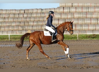 Trakehner, Caballo castrado, 4 años, 167 cm, Alazán