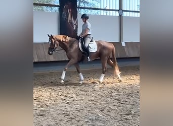 Trakehner, Caballo castrado, 4 años, 167 cm, Bayo