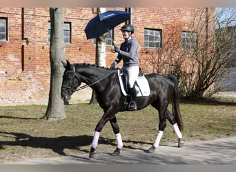 Trakehner, Caballo castrado, 4 años, 167 cm