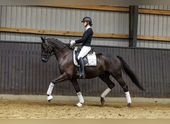 Trakehner, Caballo castrado, 4 años, 167 cm, Castaño oscuro