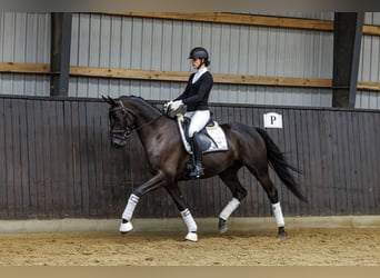 Trakehner, Caballo castrado, 4 años, 167 cm, Castaño oscuro