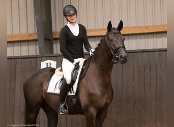 Trakehner, Caballo castrado, 4 años, 167 cm, Castaño oscuro