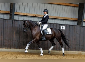 Trakehner, Caballo castrado, 4 años, 167 cm, Castaño oscuro