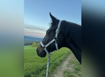 Trakehner, Caballo castrado, 4 años, 167 cm, Castaño oscuro