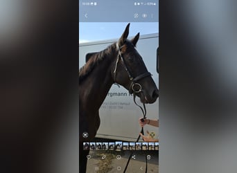 Trakehner, Caballo castrado, 4 años, 167 cm, Negro