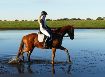 Trakehner, Caballo castrado, 4 años, 168 cm, Alazán