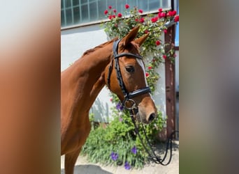 Trakehner, Caballo castrado, 4 años, 168 cm, Alazán