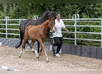 Trakehner, Caballo castrado, 4 años, 168 cm, Alazán