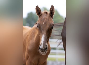 Trakehner, Caballo castrado, 4 años, 168 cm, Alazán