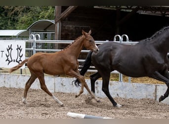 Trakehner, Caballo castrado, 4 años, 168 cm, Alazán