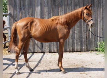 Trakehner, Caballo castrado, 4 años, 168 cm, Alazán