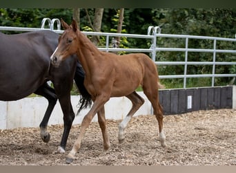 Trakehner, Caballo castrado, 4 años, 168 cm, Alazán