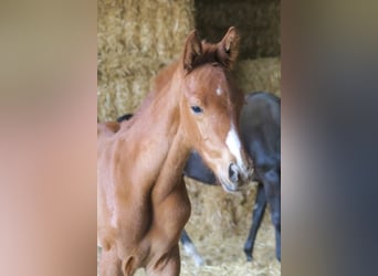 Trakehner, Caballo castrado, 4 años, 168 cm, Alazán