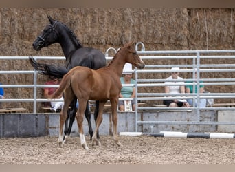 Trakehner, Caballo castrado, 4 años, 168 cm, Alazán