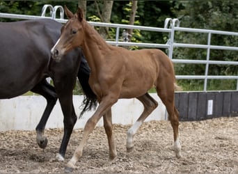 Trakehner, Caballo castrado, 4 años, 168 cm, Alazán