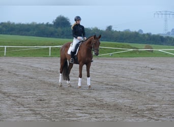 Trakehner, Caballo castrado, 4 años, 168 cm, Alazán-tostado