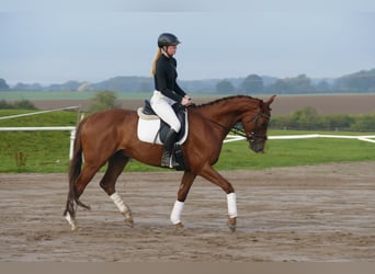 Trakehner, Caballo castrado, 4 años, 168 cm, Alazán-tostado