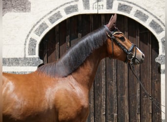 Trakehner, Caballo castrado, 4 años, 168 cm, Castaño