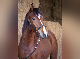 Trakehner, Caballo castrado, 4 años, 168 cm, Castaño