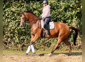 Trakehner, Caballo castrado, 4 años, 168 cm, Castaño