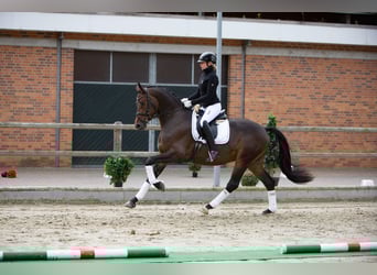 Trakehner, Caballo castrado, 4 años, 168 cm, Castaño