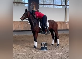 Trakehner, Caballo castrado, 4 años, 168 cm, Castaño