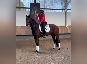 Trakehner, Caballo castrado, 4 años, 168 cm, Castaño