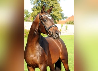 Trakehner, Caballo castrado, 4 años, 168 cm, Castaño