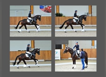 Trakehner, Caballo castrado, 4 años, 168 cm, Castaño