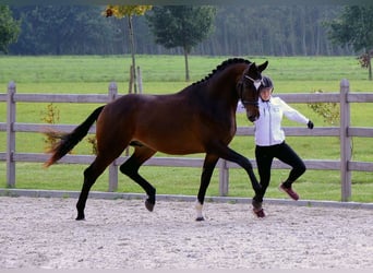 Trakehner, Caballo castrado, 4 años, 168 cm, Castaño