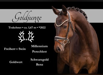 Trakehner, Caballo castrado, 4 años, 168 cm, Castaño oscuro