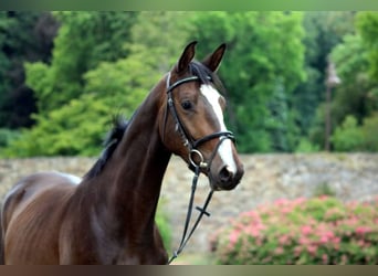 Trakehner, Caballo castrado, 4 años, 168 cm, Castaño oscuro