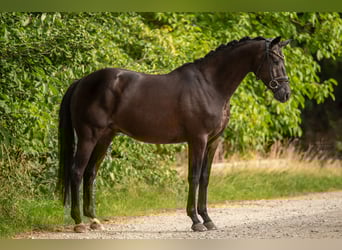 Trakehner, Caballo castrado, 4 años, 168 cm, Negro