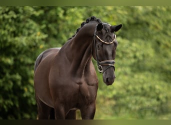 Trakehner, Caballo castrado, 4 años, 168 cm, Negro