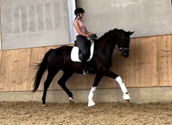 Trakehner, Caballo castrado, 4 años, 168 cm, Negro