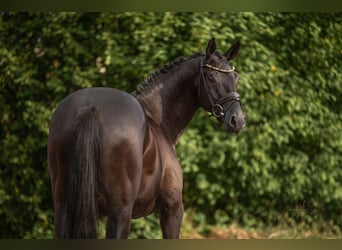 Trakehner, Caballo castrado, 4 años, 168 cm, Negro