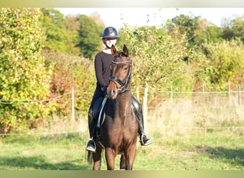 Trakehner, Caballo castrado, 4 años, 169 cm, Castaño